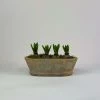 Catkin & Pussywillow Medium Terracotta Oval Hyacinth Planter 1 Catkin & Pussywillow Medium Terracotta Oval Hyacinth Planter