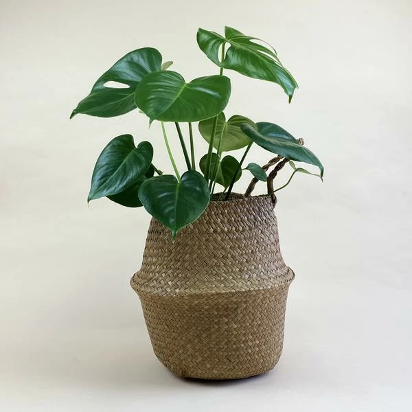 Catkin & Pussywillow Good Vibes Valentines Gift Hamper L 6 Catkin & Pussywillow Good Vibes Valentines Gift Hamper L