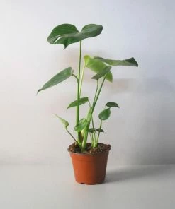 Catkin & Pussywillow Monstera