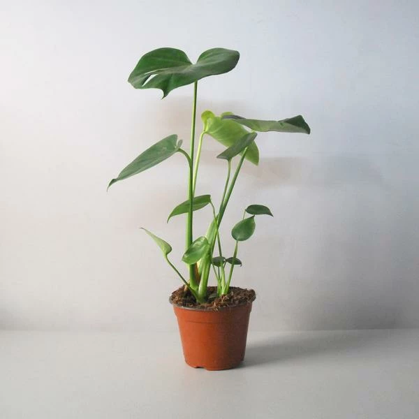 Catkin & Pussywillow Monstera 3 Catkin & Pussywillow Monstera