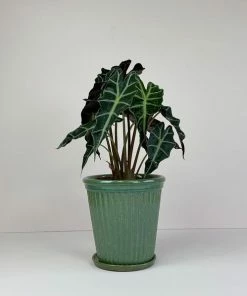 Catkin & Pussywillow Large Potted Elephant Ear In Green Pot