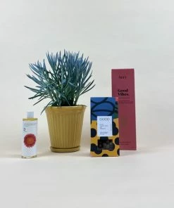 Catkin & Pussywillow Good Vibes Valentines Gift Combination M