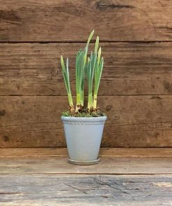 Catkin & Pussywillow Glazed Ceramic Blue Pot With Narcissi