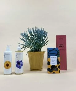 Catkin & Pussywillow Good Vibes Valentines Gift Combination L