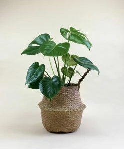 Catkin & Pussywillow Happy Space Valentines Gift Hamper M