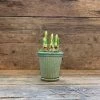 Catkin & Pussywillow Green Ribbed Ceramic Saucer Pot With Narcissi