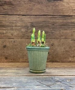 Catkin & Pussywillow Green Ribbed Ceramic Saucer Pot With Narcissi