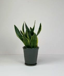 Catkin & Pussywillow Medium Snake Plant In Dark Green Pot