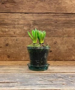 Catkin & Pussywillow Glass Potted Hyacinth