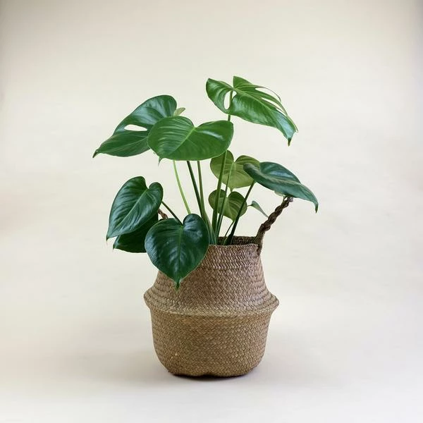 Catkin & Pussywillow Happy Space Valentines Gift Hamper M 7 Catkin & Pussywillow Happy Space Valentines Gift Hamper M