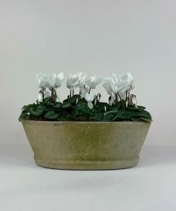 Catkin & Pussywillow Large Terracotta Oval Cyclamen Planter