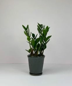 Catkin & Pussywillow Medium Potted Zz Plant In Dark Green Pot