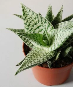 Catkin & Pussywillow Small Succulent