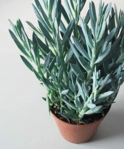 Catkin & Pussywillow Senecio Aquarine