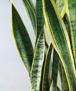 Catkin & Pussywillow Snake Plant