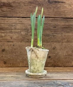 Catkin & Pussywillow White Terracotta Potted With Narcissi