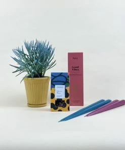 Catkin & Pussywillow Good Vibes Valentines Gift Combination S